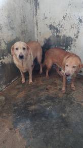 Labrador Retriever 
