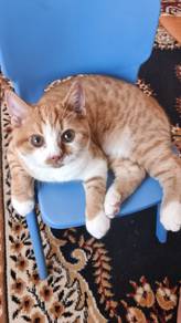 British shorthair short hair male 