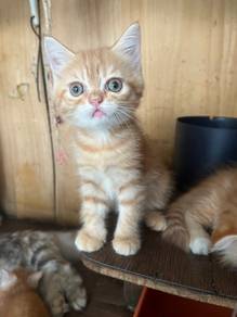 Non Standard Munchkin Kitten