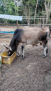 Lembu