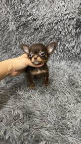 吉娃娃男
Chihuahua 
Male
M1
Dob 2个月多