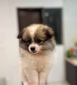 Tiny Pomeranian Puppy Available – KL & JB