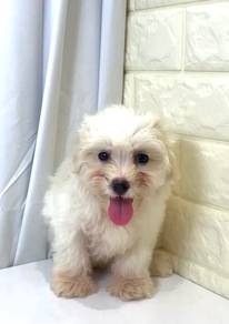J0376 Maltipoo Little Bear Puppy