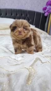 Male Merle Pomeranian (Preorder)