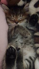 kitten comel
