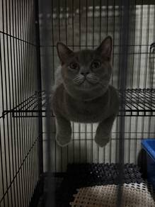 BSH For Adoption