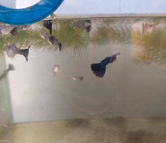 panda guppies