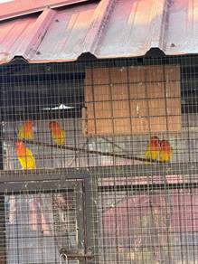 burung