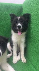 Border Collie Female Puppy F-1