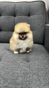 Pomeranian Female Puppy