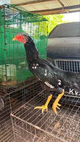 Ayam Ratu Lhk