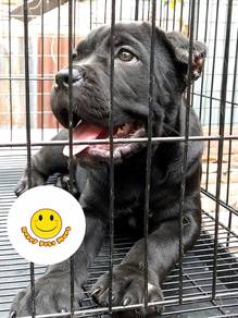 QWE3399 Cane Corso puppies #MKA cert