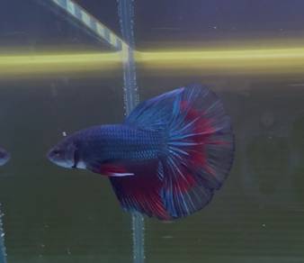 betta fish
