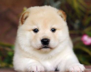 GGRP8918 Shiba Inu adorable puppies