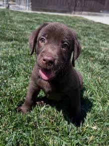 Labrador retriever l