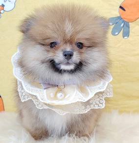 Pomeranian