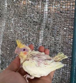 anak cockatiel