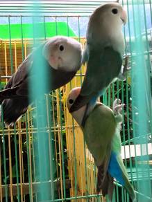 Lovebirds 