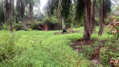 Agricultural Land in Kuala Sepetang, PRK