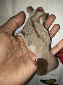 sugar glider