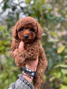 poodle ~4