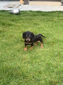 Short leg Dachshund puppy