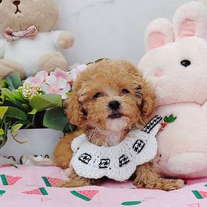Poodle