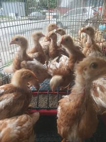 anak ayam penelur lohman brown f1