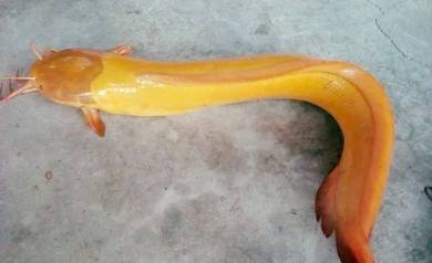 Keli Lembat Albino