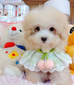 Poodle
