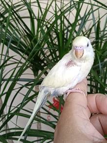 Budgie JINAK