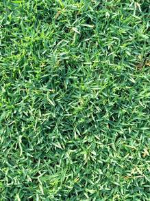 Rumput karpet Filipine