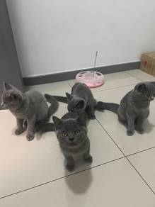BSH mixed for rehome
