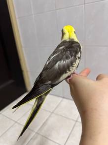 cockatiel