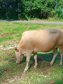 Lembu betina