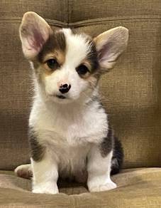 CORGI PUPPIES C188 🌻 Tri Color Female
