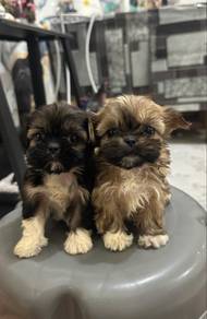 Shihtzu Maltese mix