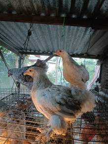 Ayam Brahma