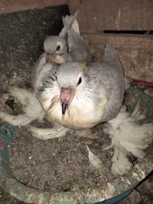 burung merpati Lahore anak suap 