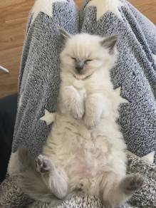 Ragdoll