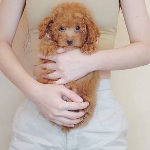 Poodle