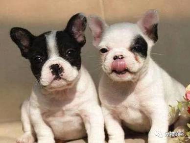 GSW62 French Bulldog White Black pied color