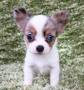 CHIHUAHUA PUPPIES VIP176🌷Head Apple Cute Dog