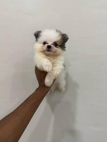 Tiny Pomeranian tricolour