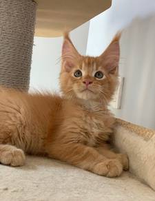 Red Tabby Mainecoon