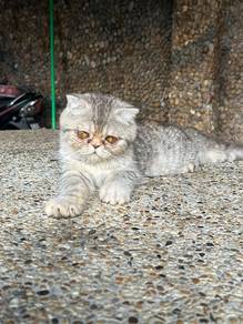 exotic shorthair