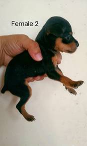 mini pinscher 