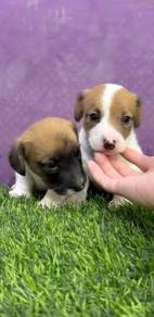 Jack russell terrier