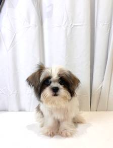 J0403 Shih Tzu Long Hair Puppy