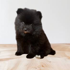 Pomeranian full black